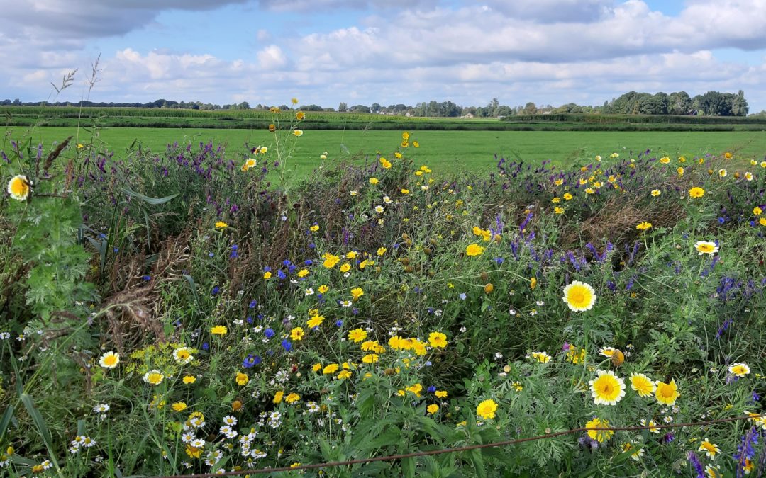 Biodiversiteit op het (boeren)erf